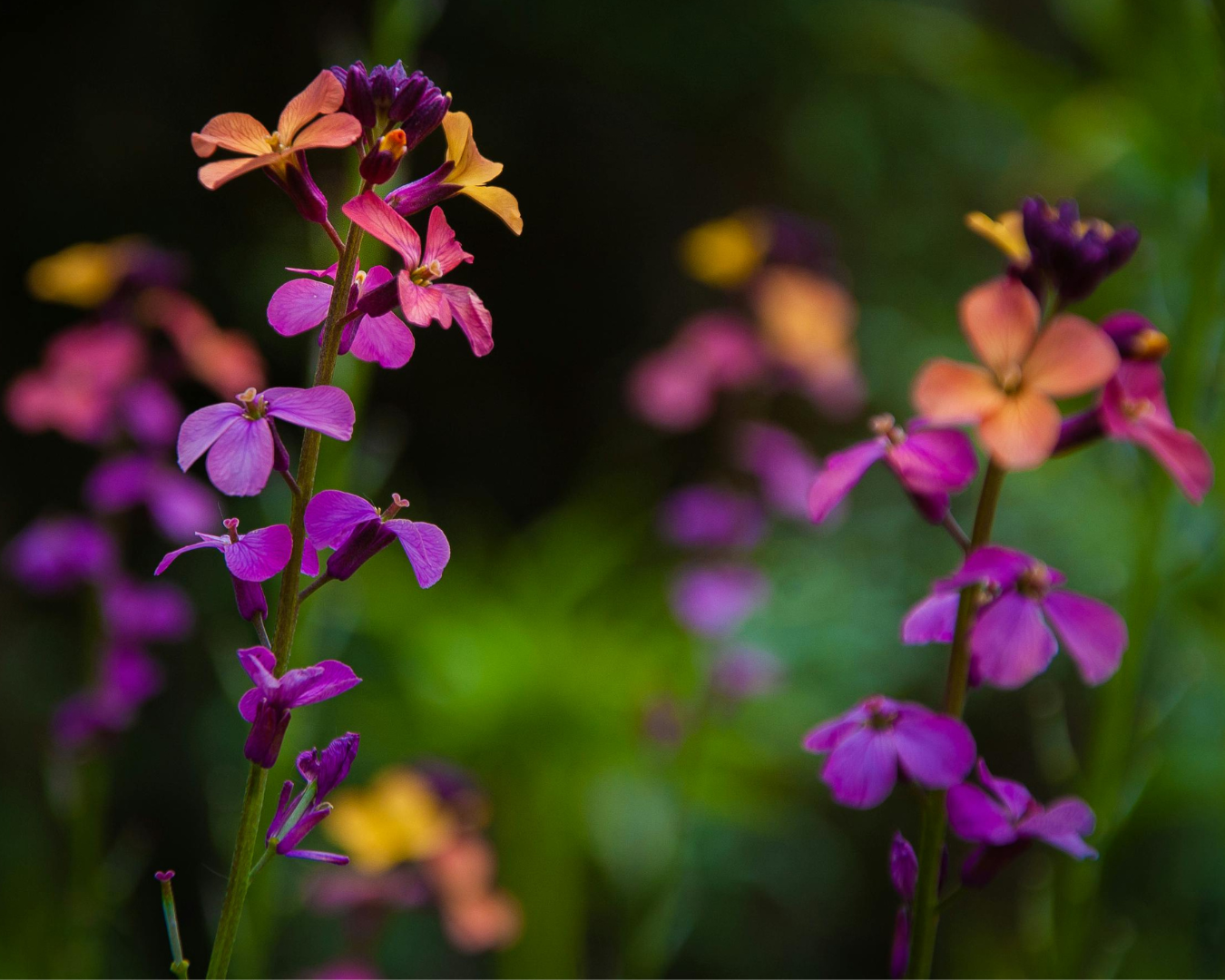 Breckenridge Wildflower Week events for Sunday July 12, 2026